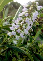 Veronica macrocarpa. Inflorescence. This plant matches material identified as var. macrocarpa.
 Image: P.J. Garnock-Jones © P.J. Garnock-Jones CC-BY-NC 3.0 NZ